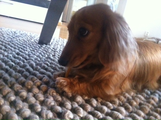 Rosa, min hund.